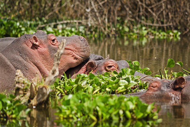 5 Days Best Of Kenya Safari - Day 3 Lake Nakuru: flamingos, Rift Valley views, and an afternoon game drive