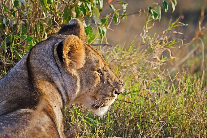 5 Days Best Of Kenya Safari - Your best match for this safari style