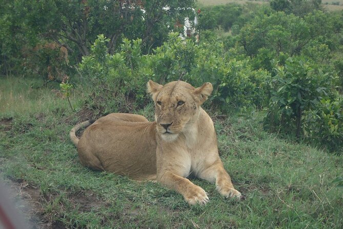 5 Days Budget Safari To Masai Mara, Lake Nakuru and Lake Naivasha - Key highlights at a glance
