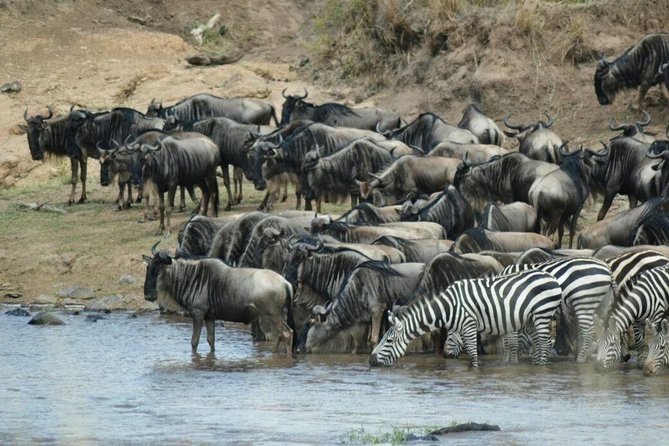 5 Days Highlights of Kenya - Lake Nakuru: flamingo viewing and black and white rhino odds