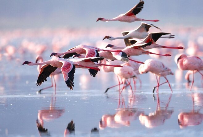5 Days Kenya Masai Mara and Lake Nakuru Private Tour - Quick highlights