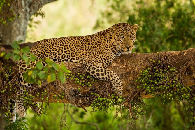 5 Days Kenya Masai Mara and Lake Nakuru Private Tour - Why Maasai Mara plus Lake Nakuru works so well