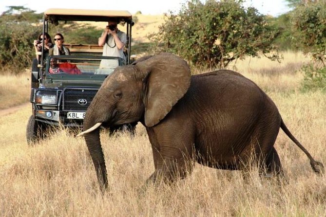 5 Days Kenya Masai Mara and Lake Nakuru Private Tour - Day 4: Lake Nakuru National Park arrives, flamingos headline the afternoon
