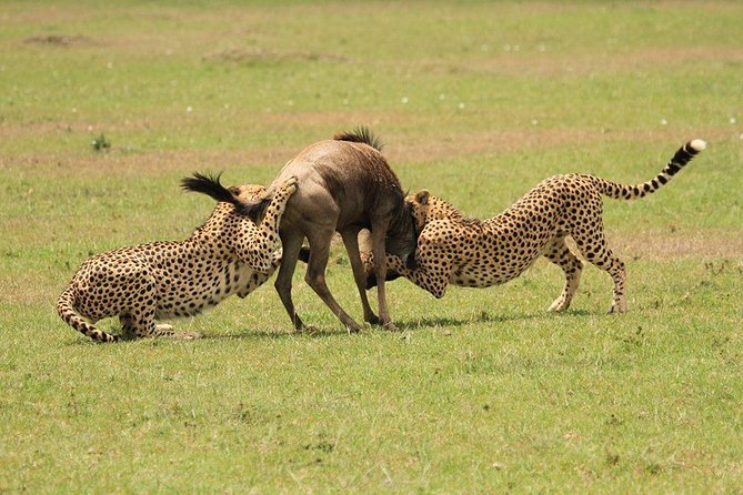 5 Days Kenya Masai Mara and Lake Nakuru Private Tour - Lodges, meals, and what the included costs really buy you
