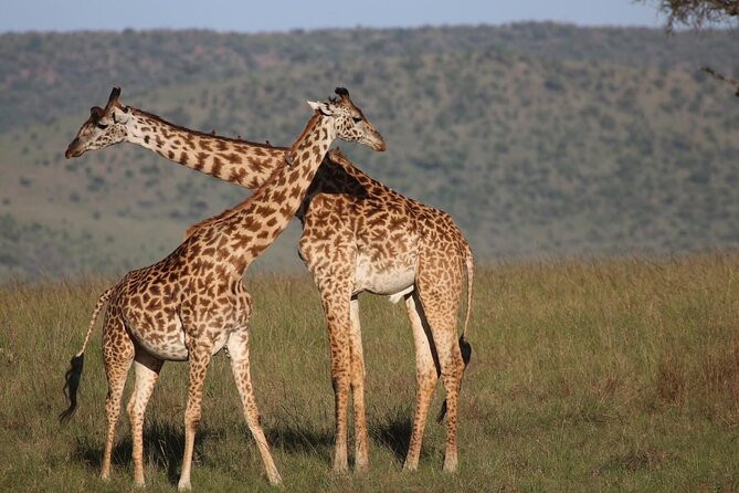 5 Days Lake Naivasha, Lake Nakuru, & Masai Mara - Masai Mara: the Big Five zone, plus the night sounds you will not forget