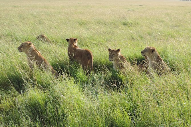 5 Days Lake Nakuru-Lake Naivasha & Maasai Mara Safari - Guides and personal service that show up in the details