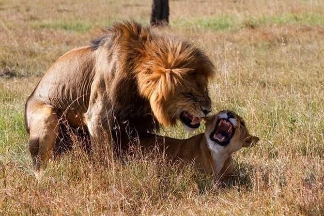 5 Days Lake Nakuru-Lake Naivasha & Maasai Mara Safari - Pacing and packing: how to set yourself up for comfortable safari days