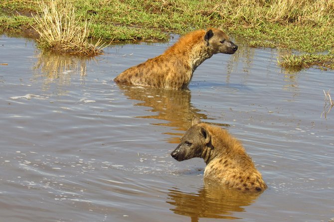 5 Days Lake Nakuru-Lake Naivasha & Maasai Mara Safari - Lake Nakuru: flamingos, rhinos, and the kind of scenery that hits instantly