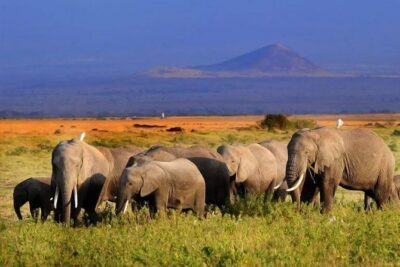 5 Days Maasai mara, Lake Nakuru, samburu private lodge safari