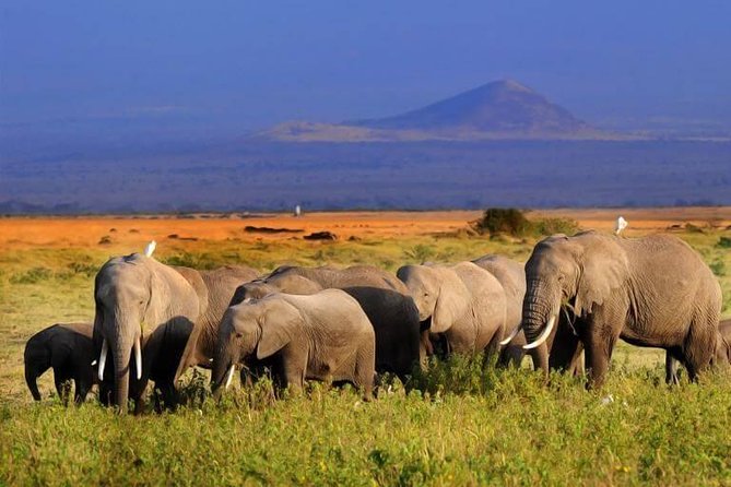 5 Days Maasai mara, Lake Nakuru, samburu private lodge safari - Price and Value: What $4,142.86 Buys You (And What It Does Not)