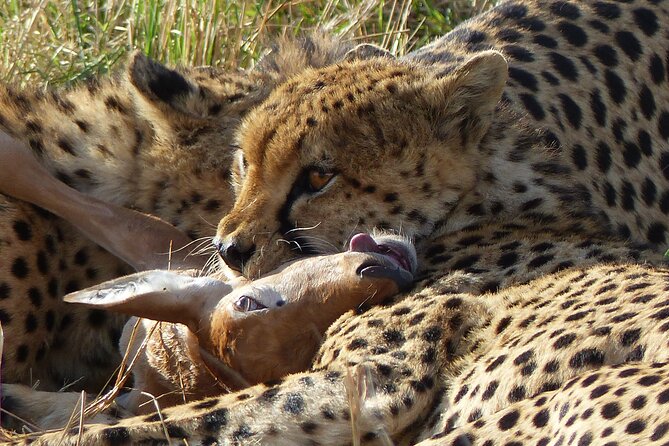 5 Days Magical Kenya Safari Private Tour - How This 5-Day Private Safari Hits Ol Pejeta, Lake Naivasha, and Maasai Mara