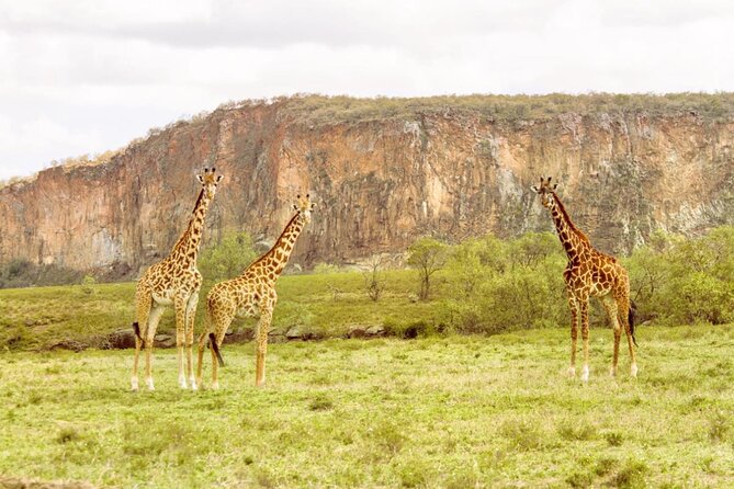 5 Days Masai Mara, Lake Nakuru & Naivasha Budget Joining Safari - Why this Mara, Nakuru, Naivasha and Hells Gate combo makes sense