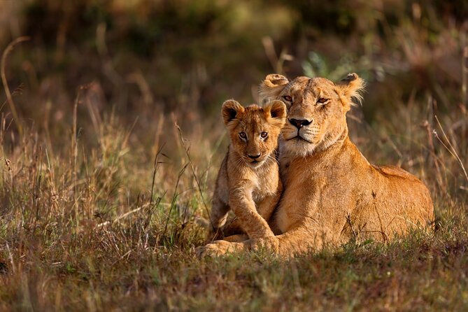 5 Days Masai Mara, Lake Nakuru & Naivasha Budget Joining Safari - Day 2 full day in Maasai Mara, Mara River, and the Serengeti link