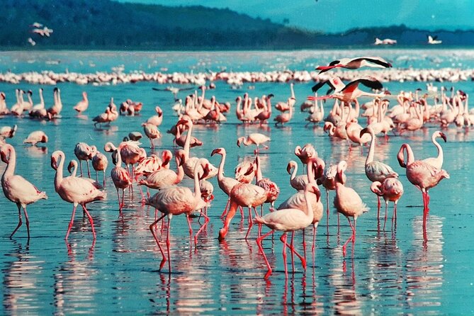 5 Days Masai Mara, Lake Nakuru & Naivasha Budget Joining Safari - Day 5 Hells Gate National Park, geothermal at Ol Karia, and walking safari energy