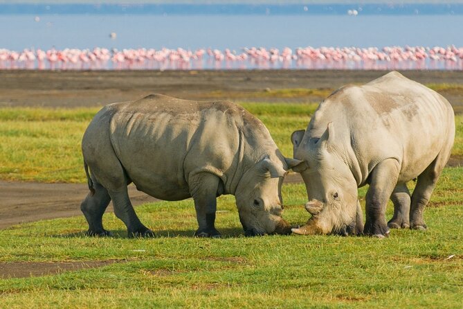 5 Days Masai Mara, Lake Nakuru & Naivasha Budget Joining Safari - Day 1 Maasai Mara arrival and your first sunset game drive
