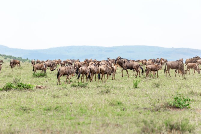 5 days Masai Mara Wildebeest migration safari - Day 5: Back to Nairobi, Rift Valley Viewpoint Stop, and Optional Carnivore Lunch