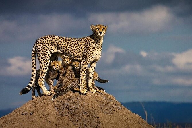5 Days Mombasa,Tsavo East, Taita Salt Lick, Tsavo West, Amboseli, - How to get the most from 5 days of game drives