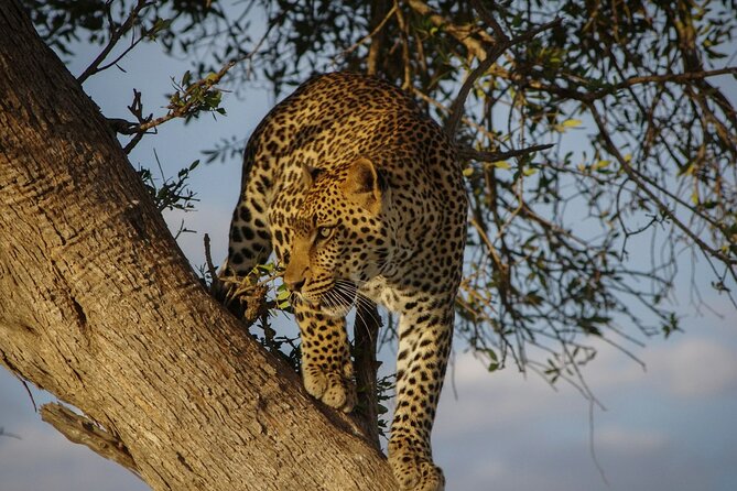 5 Days of Kenyan Magic: A Whirlwind Safari Adventure - Day 1 in the Mara: Nairobi transfer, first sightings, easy check-in