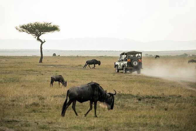 5 Days of Kenyan Magic: A Whirlwind Safari Adventure - Day 4: Lake Naivasha, a calmer day with a real boat component