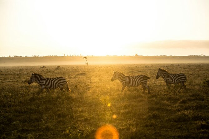 5 Days of Kenyan Magic: A Whirlwind Safari Adventure - Day 5: a final Naivasha morning and a return to Nairobi