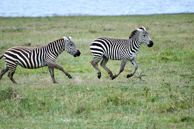 5 Days of Kenyan Magic: A Whirlwind Safari Adventure - What you’re really paying for at $1,800 per person