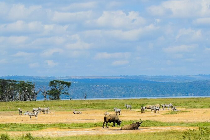 5 Days of Kenyan Magic: A Whirlwind Safari Adventure - Logistics that actually matter: group size, timing, and tickets