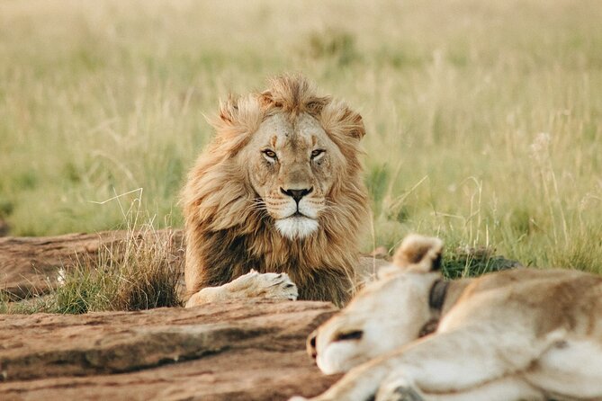 5 Days of Kenyan Magic: A Whirlwind Safari Adventure - Day 2: a full Mara day with longer drives and migration timing