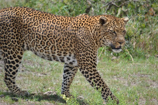 5 Days Ol Pejeta-Lake Nakuru-Masai Mara Mid-Comfort Safari - Ol Pejeta Conservancy: rhinos and chimps on Day 1