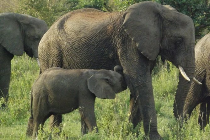 5 Days Ol Pejeta-Lake Nakuru-Masai Mara Mid-Comfort Safari - Full day in the Masai Mara Reserve: picnic lunch and predator chance (Day 4)