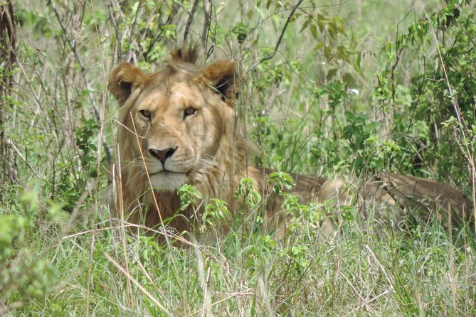 5 Days Ol Pejeta-Lake Nakuru-Masai Mara Mid-Comfort Safari - Nairobi wrap-up: optional Masai village and a Carnivore lunch on Day 5
