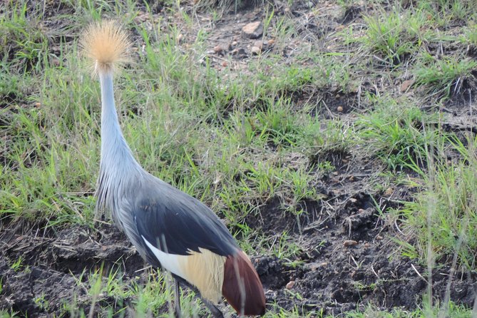 5 Days Ol Pejeta-Lake Nakuru-Masai Mara Mid-Comfort Safari - Price and value: what $2,027.03 per person is really buying