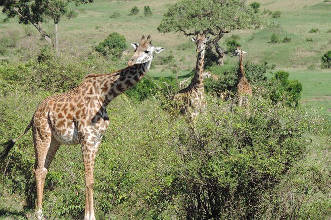 5 Days Ol Pejeta-Lake Nakuru-Masai Mara Mid-Comfort Safari - Comfort level: luxury tented camp and what to expect in practice