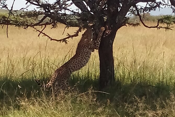 5 Days Safari to Aberdare N/P, Nakuru N/P and Maasai Mara N/R. - From Nairobi to Aberdare, the forest feels close and real