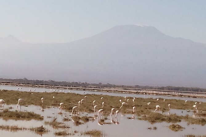 5 Days Safari to Amboseli N/P, Lake Naivasha, Maasai Mara N/R. - Three Parks, Five Days: How This Route Works in Real Life