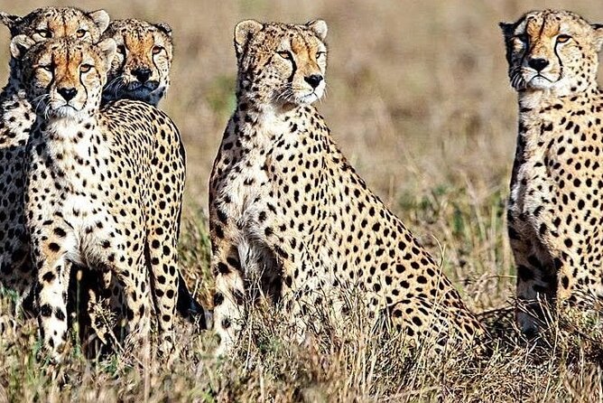 5 Days Safari to Amboseli N/P, Lake Naivasha, Maasai Mara N/R. - Day 3 Maasai Mara: First Safari Drive and the Big-Sky Savannah Feeling