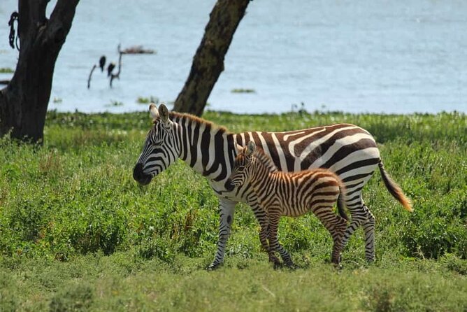 5 Days Safari to Amboseli N/P, Lake Naivasha, Maasai Mara N/R. - Day 4 Maasai Mara: Full-Day Picnic Safari and the Classic Predator Search