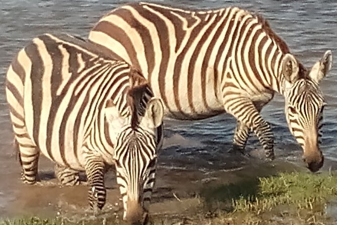 5 Days Safari to Amboseli N/P, Lake Naivasha, Maasai Mara N/R. - 4-Star Camps and Included Meals: Comfort Without Losing the Safari Vibe