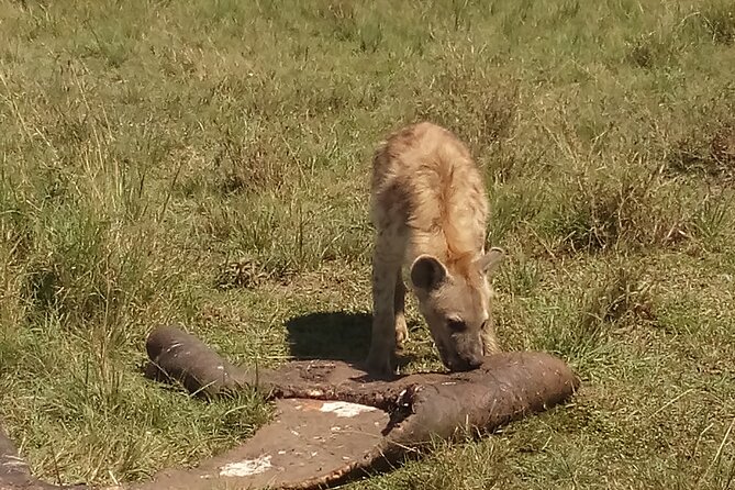 5 Days Safari to Amboseli N/P, Lake Naivasha, Maasai Mara N/R. - Guides That Make or Break the Safari Day