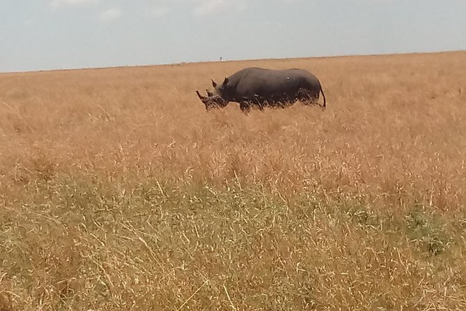 5 Days Safari to Amboseli N/P, Lake Naivasha, Maasai Mara N/R. - Day 1 Amboseli: Kilimanjaro Views, Swamp Elephants, and a Late-Day Photo Moment