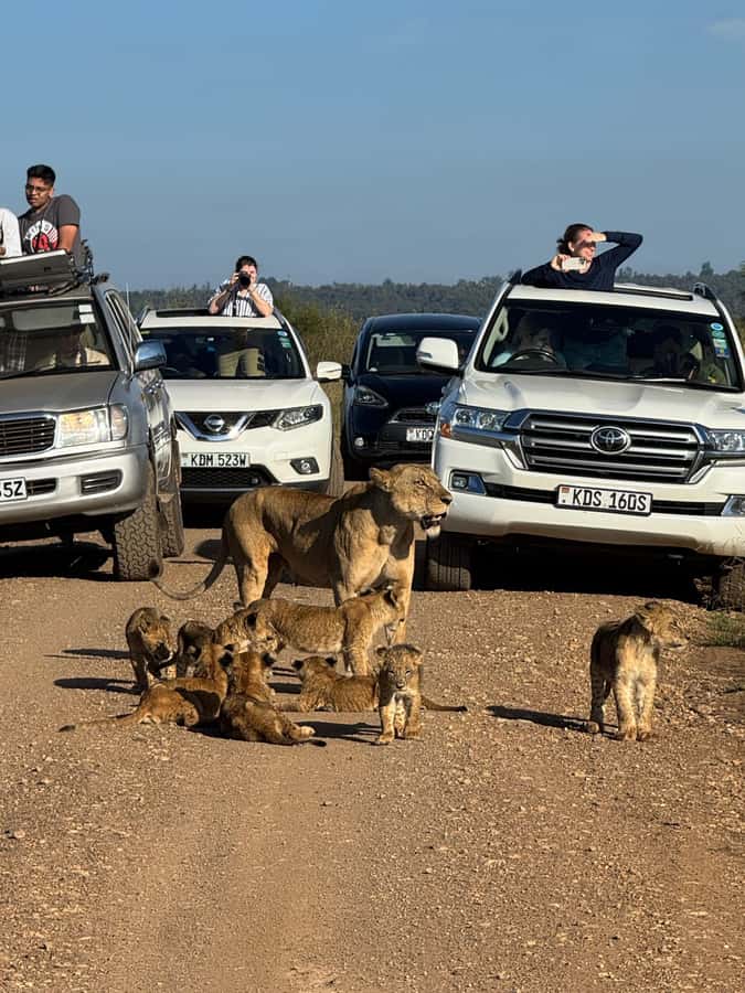5-Hour Nairobi National Park 4x4 Safari with Free Pickup - Getting Picked Up Smoothly in Nairobi