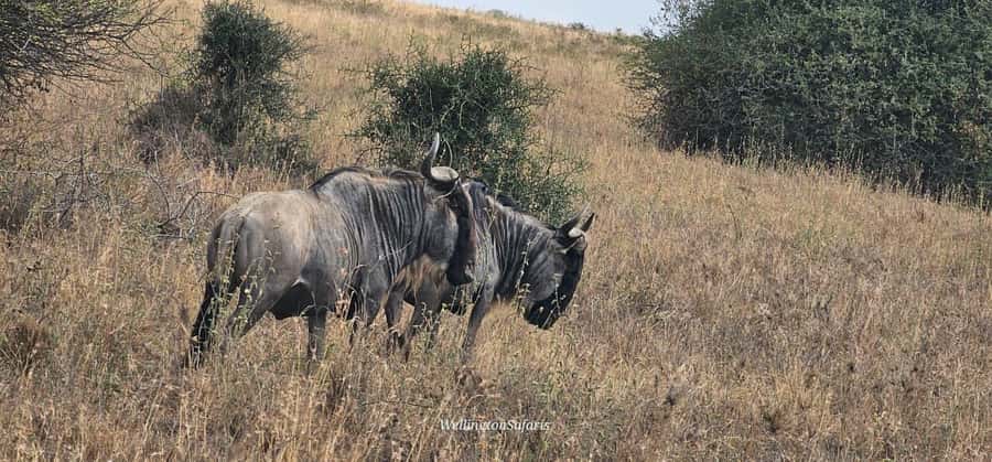 5-Hour Nairobi National Park 4x4 Safari with Free Pickup - Wildlife Hotspots Plus the Ivory Burning Site Stop
