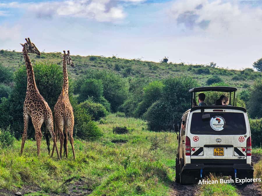 5-Hour Nairobi National Park 4x4 Safari with Free Pickup - Shared vs Private: How Your Tour Style Shapes the Experience