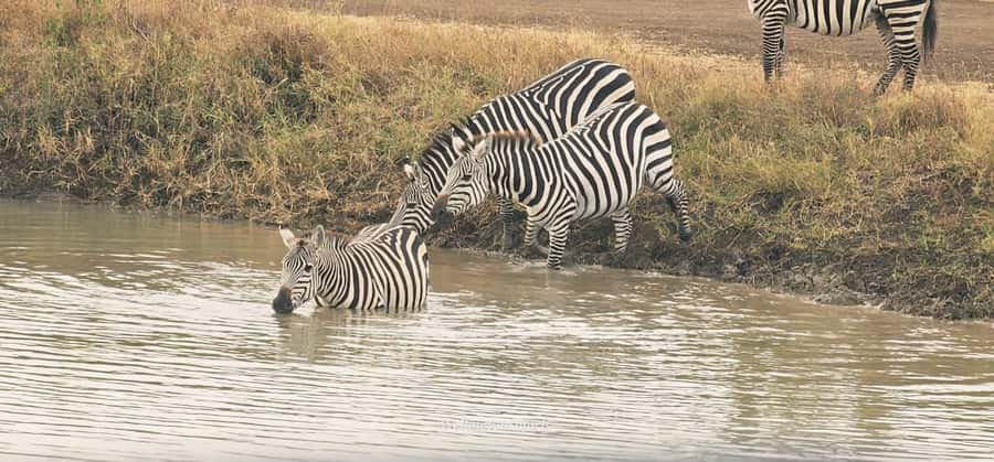 5-Hour Nairobi National Park 4x4 Safari with Free Pickup - Price and Value: What $80 Really Buys You