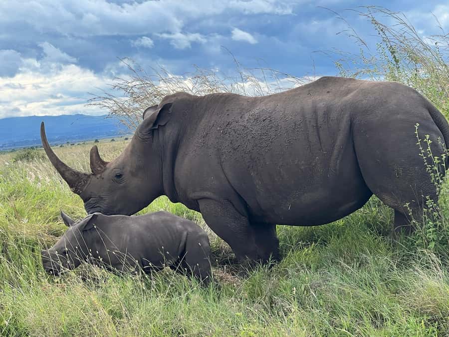 5-Hours Nairobi National Park Game Drive 4x4 Vehicle - Key things to know before you go