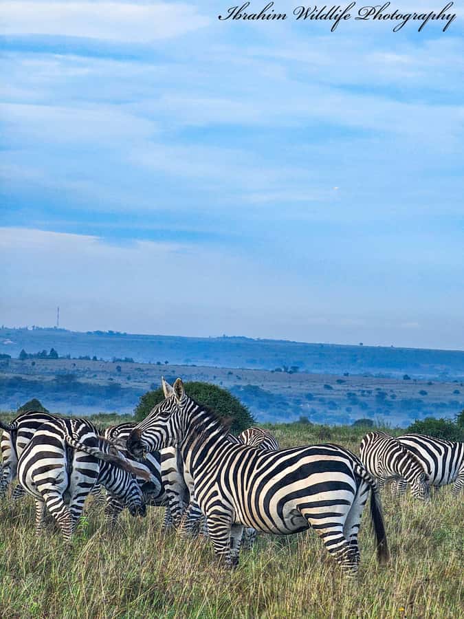 5-Hours Nairobi National Park Game Drive 4x4 Vehicle - Wildlife viewing with skyline photos: what to do to get the shot