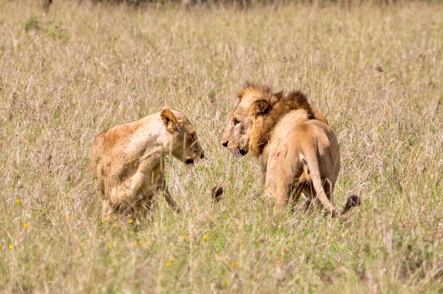 5-Hours Nairobi National Park Game Drive 4x4 Vehicle - What the Kazuri Beads Factory stop adds to the day