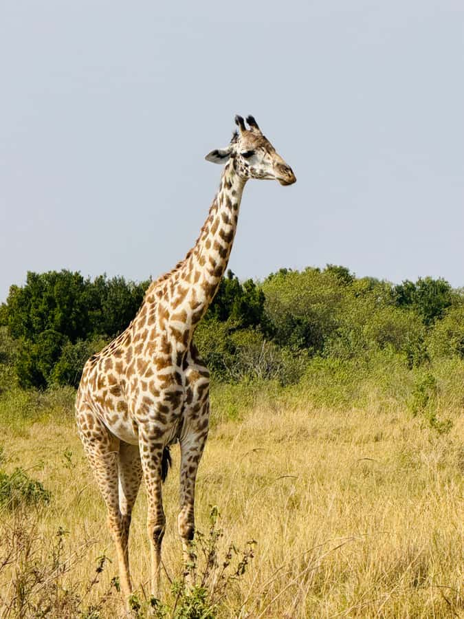 5-Hours Nairobi National Park Game Drive 4x4 Vehicle - Included essentials vs. the extra costs you must plan for