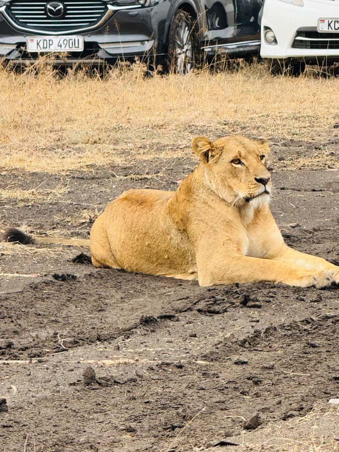 5-Hours Nairobi National Park Game Drive 4x4 Vehicle - Who should book this Nairobi National Park game drive