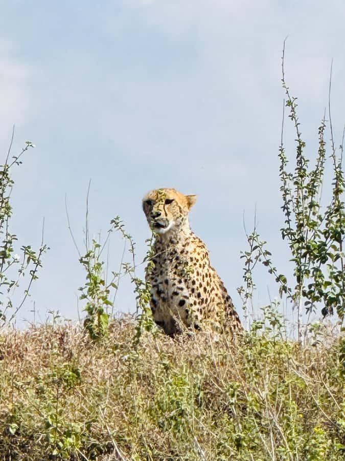 5-Hours Nairobi National Park Game Drive 4x4 Vehicle - Practical tips so you enjoy every part of the day