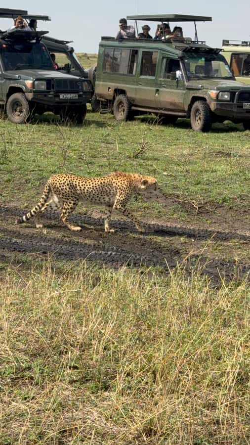 5-Hours Nairobi National Park Game Drive 4x4 Vehicle - How the 5-hour schedule works from Nairobi (and why timing matters)